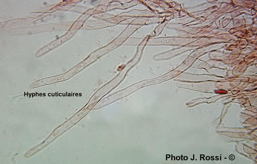 Lepiota ventriosospora