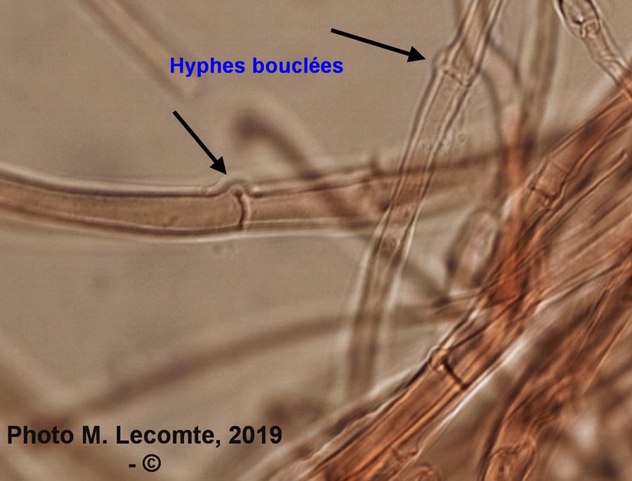 Lepista sordida