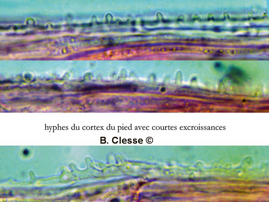 Mycena citrinomarginata