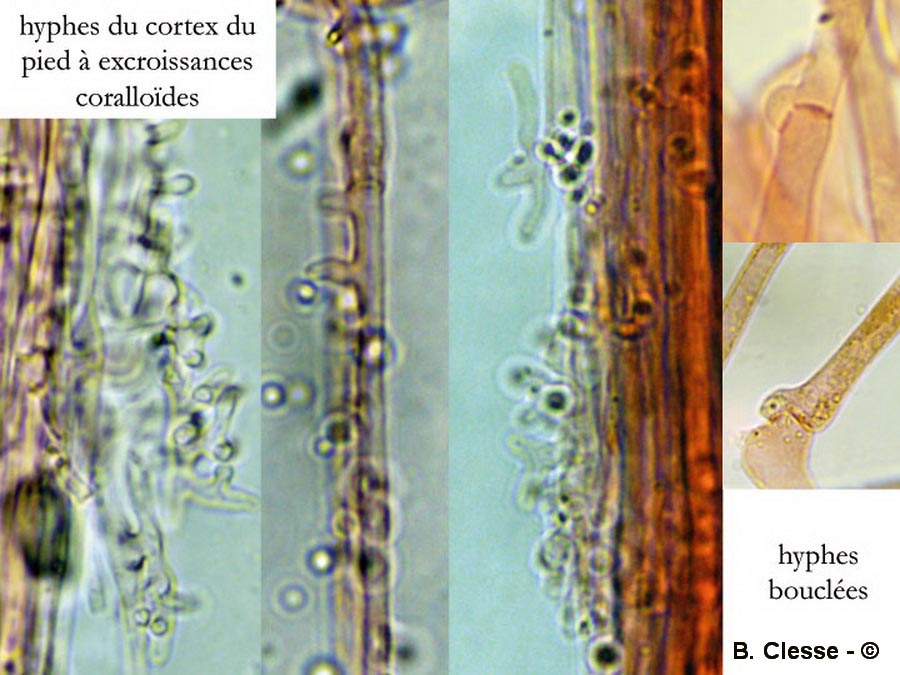 Mycena stipata