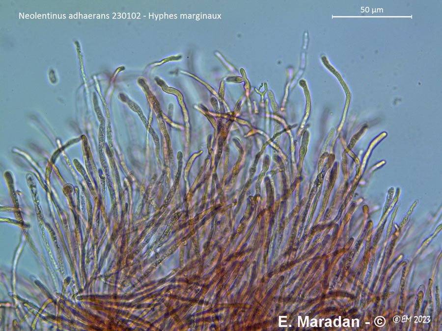 Neolentinus adhaerens