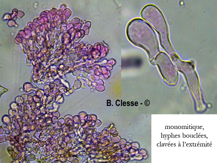 Bulbillomyces farinosus