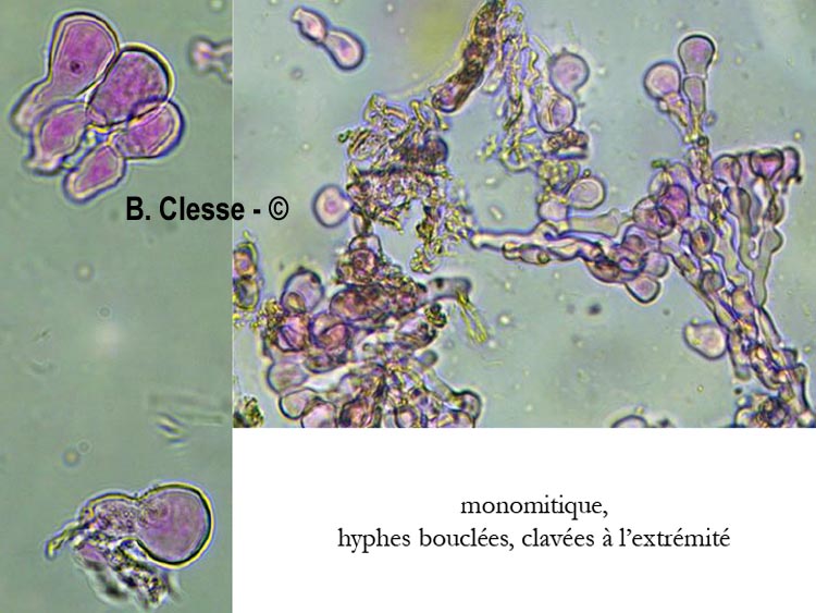 Bulbillomyces farinosus