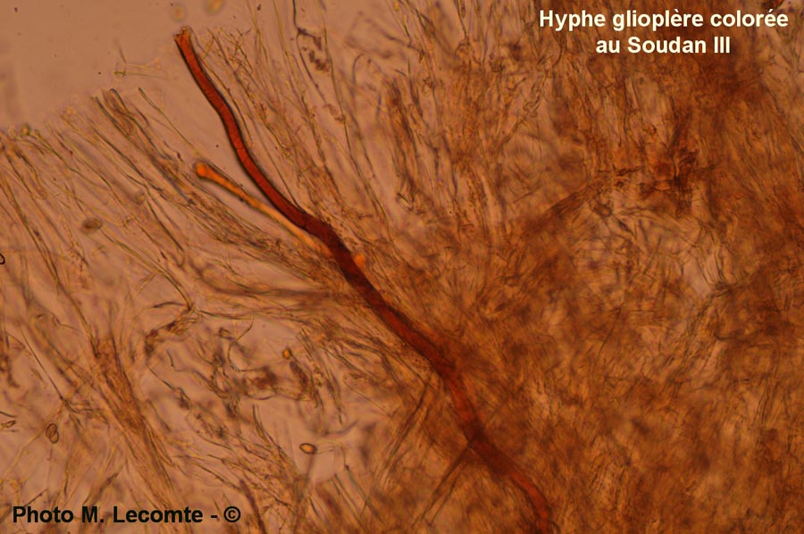 Paxillus involutus