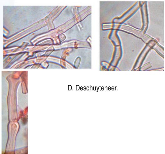 Phanerochaete sordida