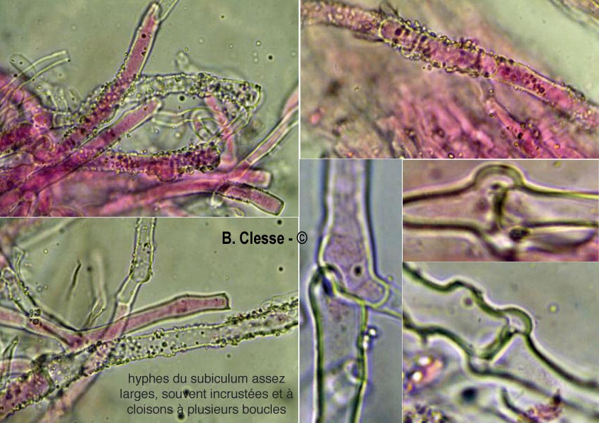 Phanerochaete velutina