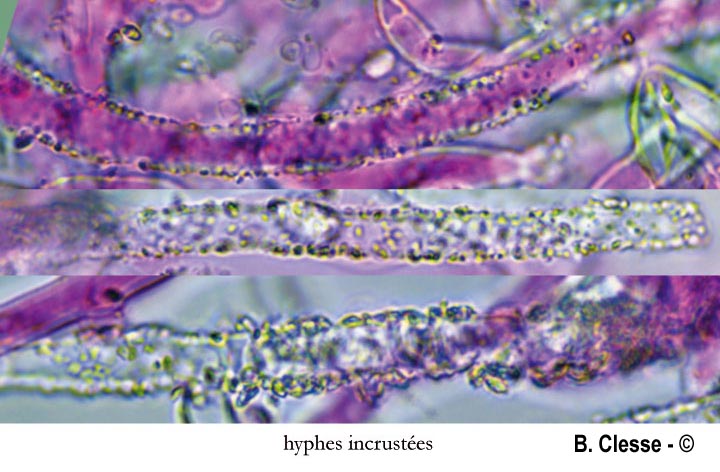 Phanerochaete velutina