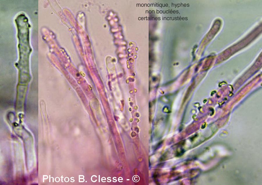 Phlebiopsis gigantea