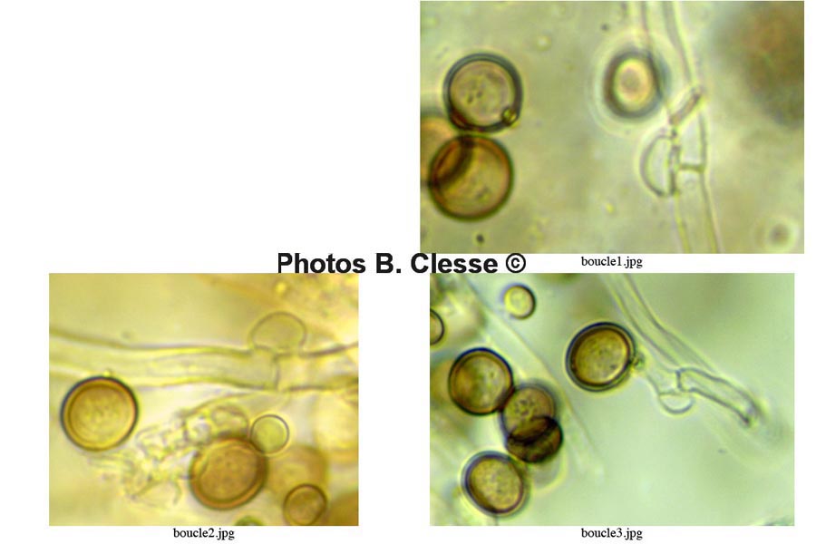 Phleogena faginea (B. Clesse)