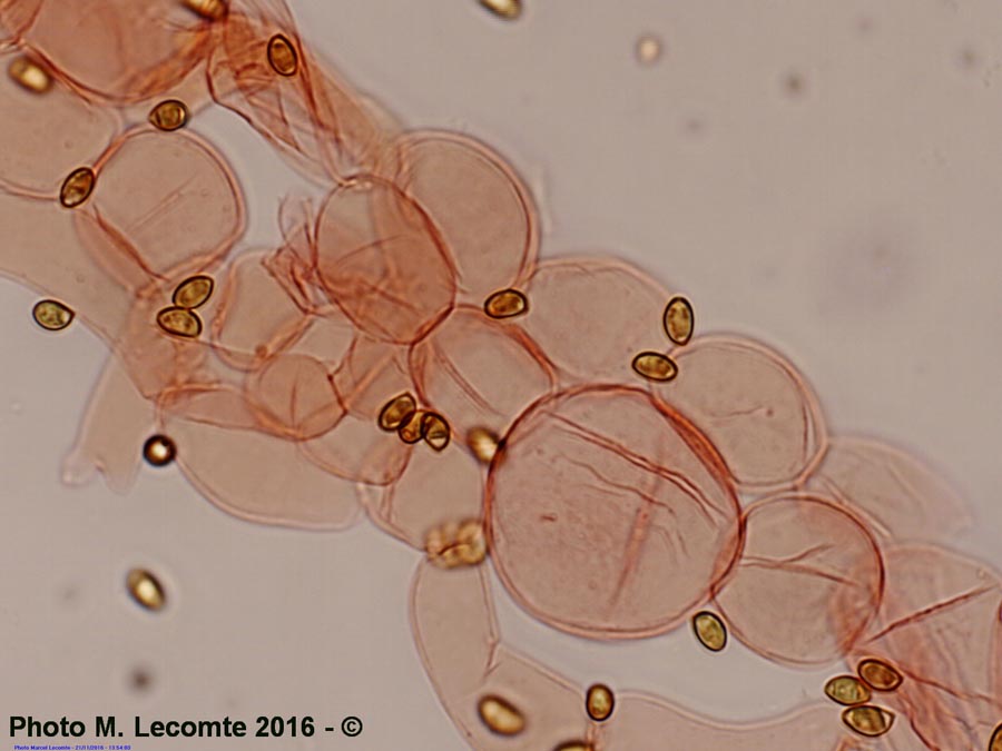 Pholiotina aporos (Conocybe aporos)