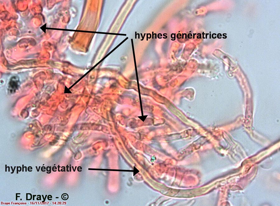 Piptoporus betulinus (Fomitopsis betulina)
