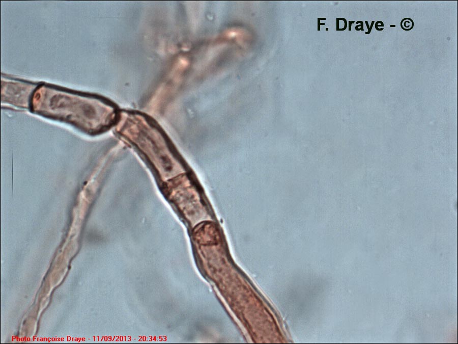 Piptoporus betulinus (Fomitopsis betulina)