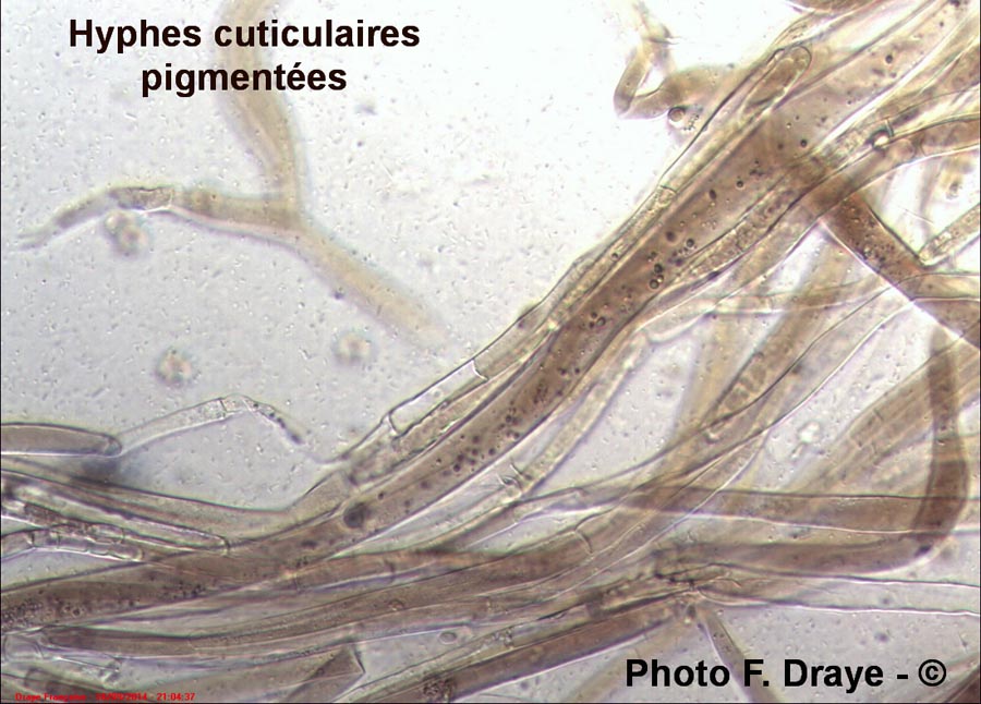 Pluteus granulatus