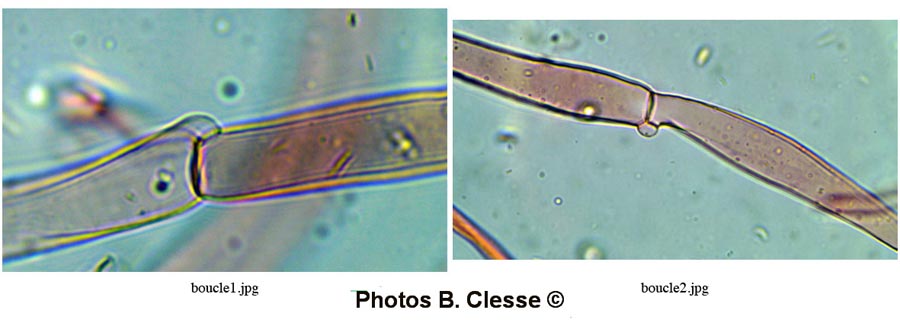 Pluteus pellitus