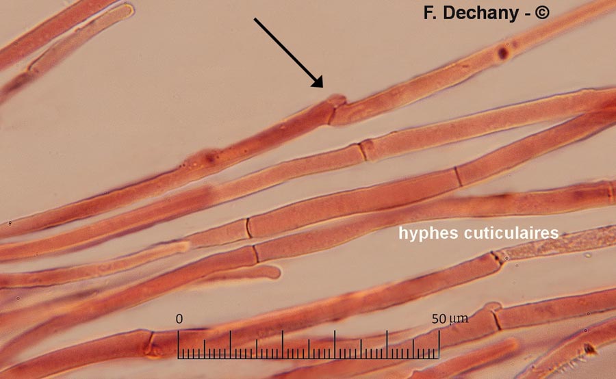 Pluteus pellitus