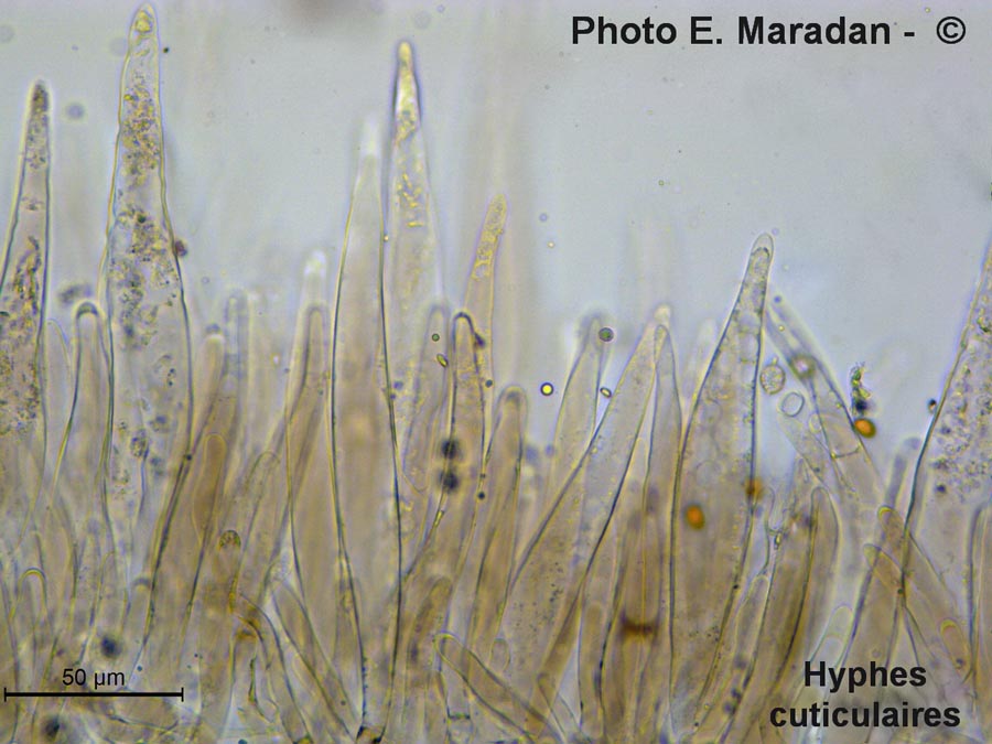 Pluteus roseipes