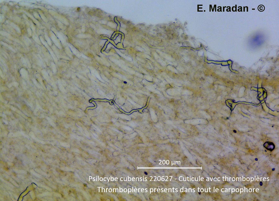 Psilocybe cubensis