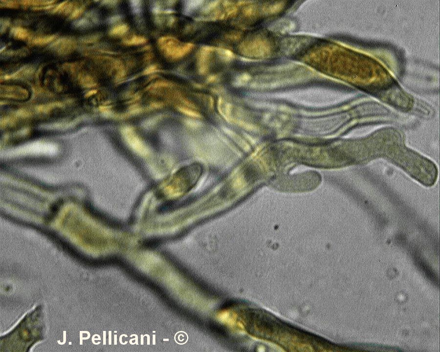 Pulcherricium coeruleum (Terana caerulea)