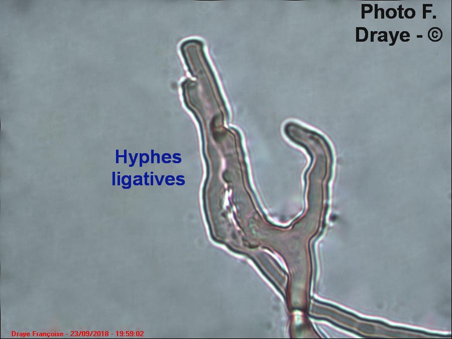 Pycnoporus cinnabarinus