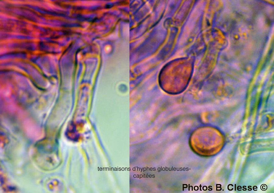 Schizopora radula