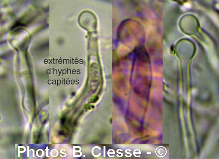 Schizopora radula