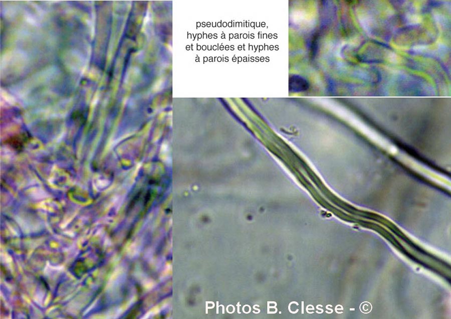 Schizopora radula