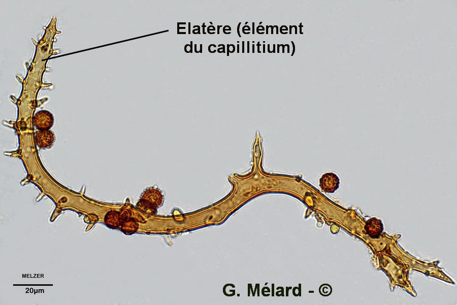 Scleroderma polyrhizum