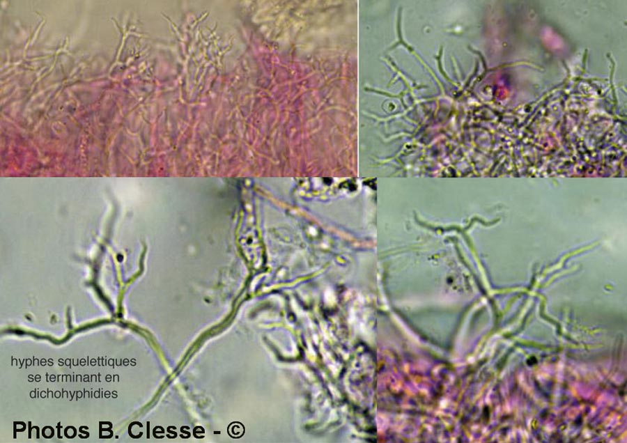 Scytinostroma hemidichophyticum (Scytinostroma portentosum)