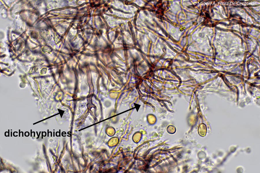 Scytinostroma hemidichophyticum