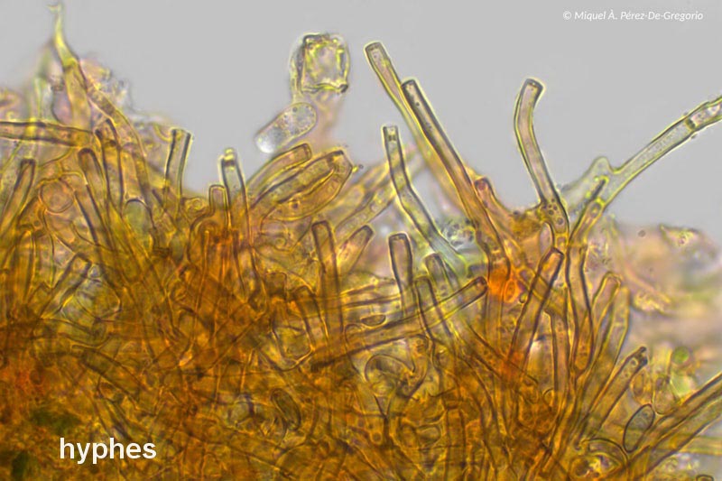 Septobasidium quercinum