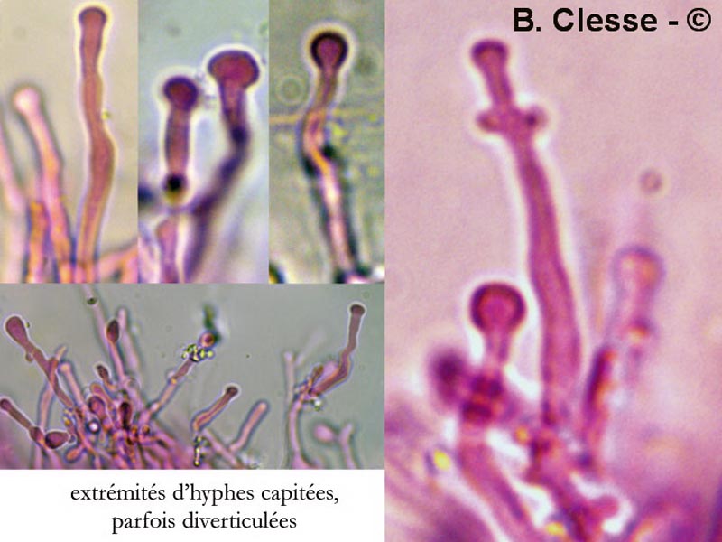 Sidera lenis (Cinereomyces lenis)