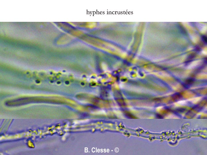 Skeletocutis carneogrisea