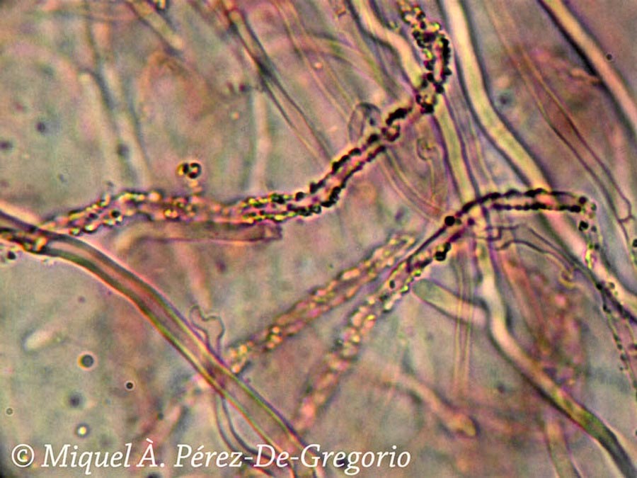 Skeletocutis percandida