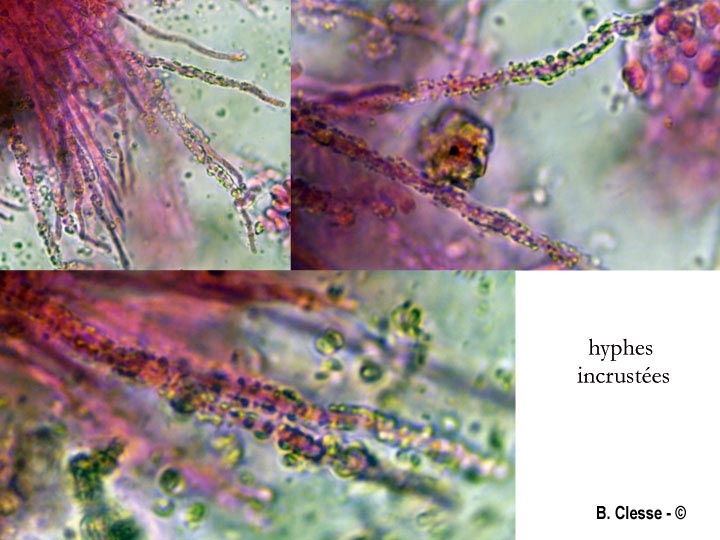 Skeletocutis semipileata (Skeletocutis nivea)