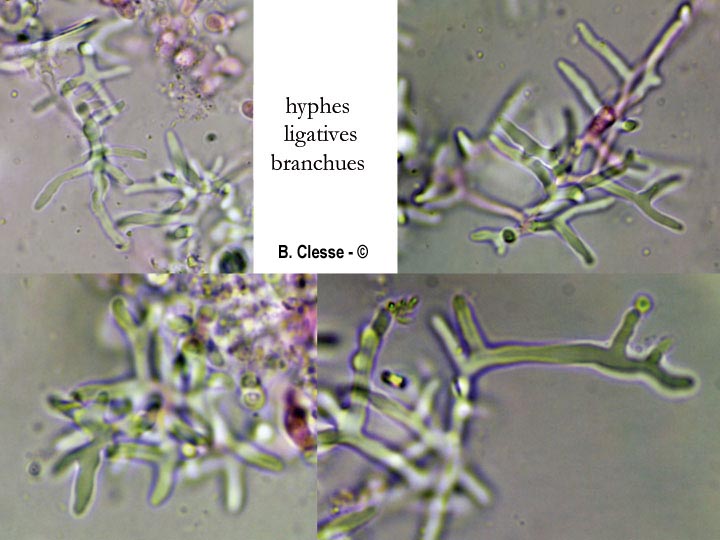 Skeletocutis semipileata (Skeletocutis nivea)
