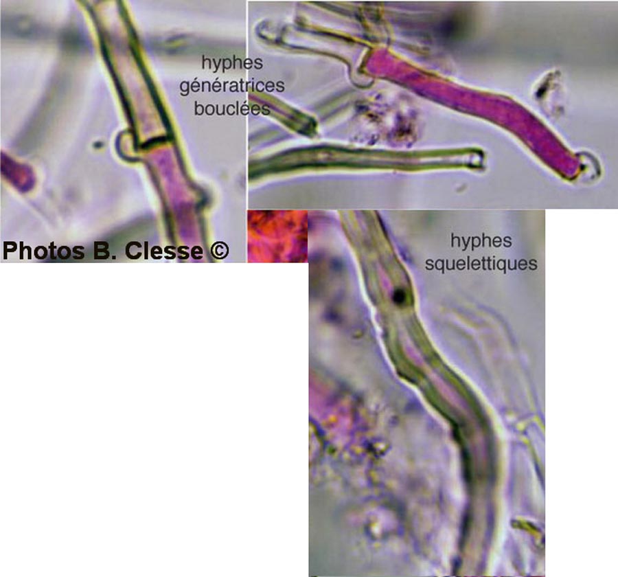 Steccherinum fimbriatum