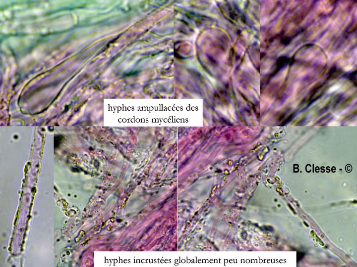 Trechispora candidissima