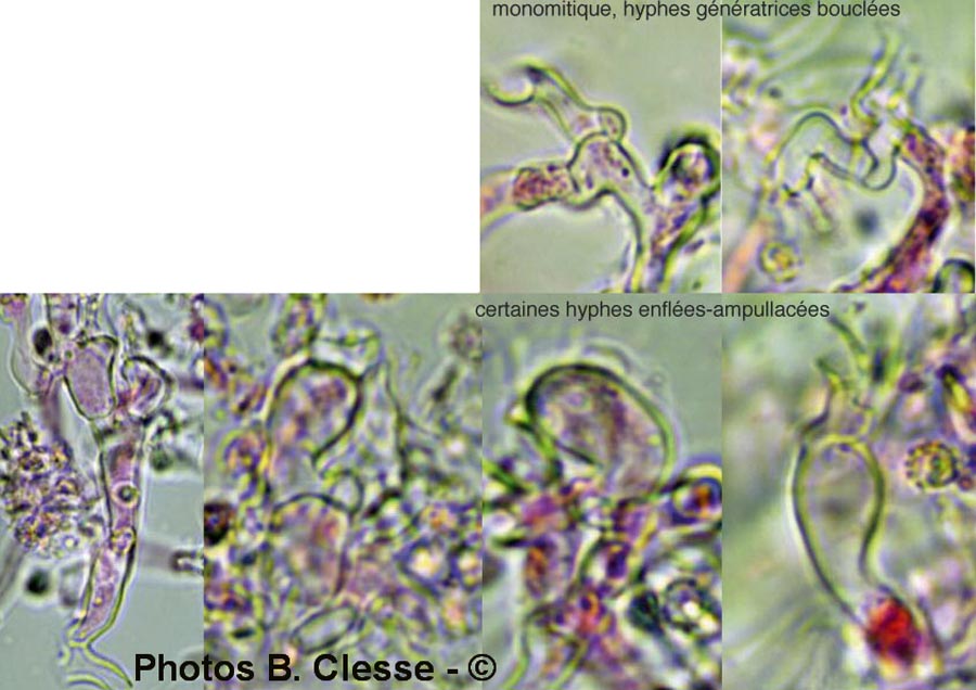 Trechispora farinacea