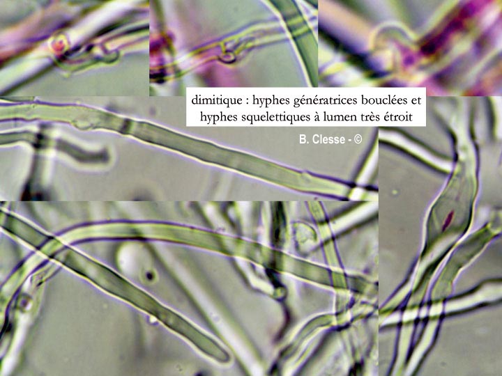 Trichaptum abietinum