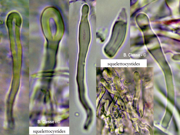Trichaptum abietinum