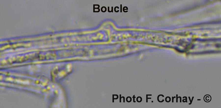 Tubaria hiemalis