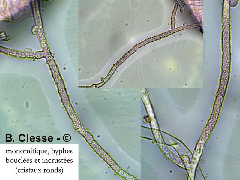 Tylospora fibrillosa