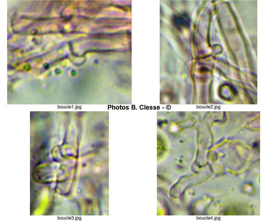 Xylodon crustosus (Basidioradulum crustosum)