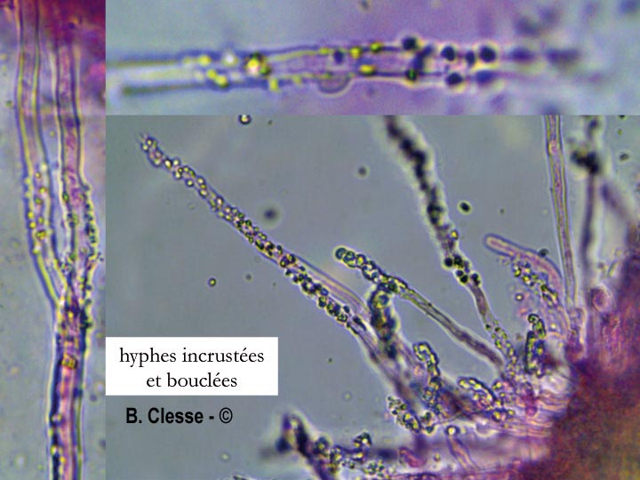 Xylodon quercinus (Hyphodontia quercina)