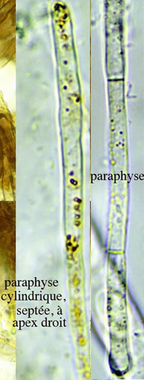 Anthracobia melaloma