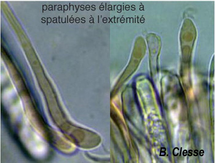 Ciboria amentacea