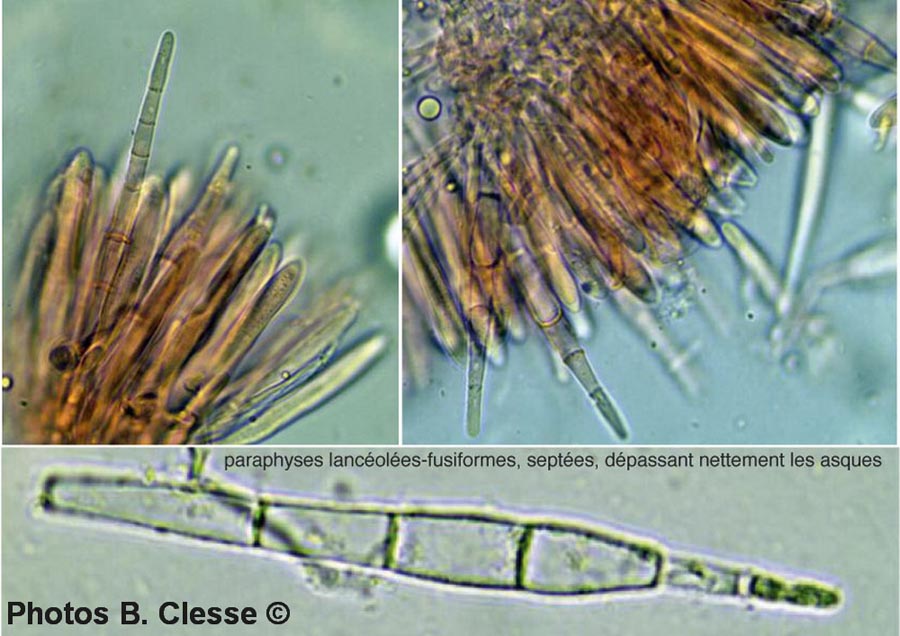 Colipila masduguana