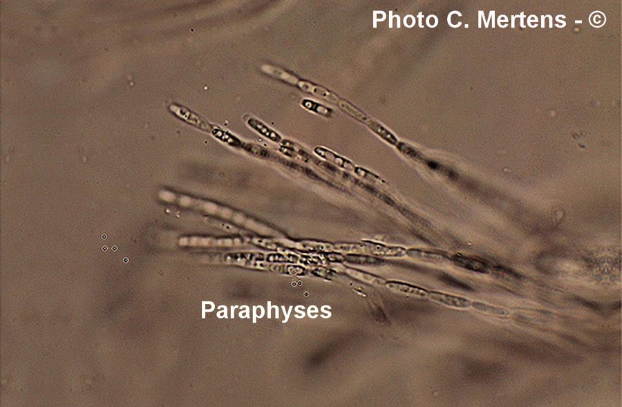 Cordyceps forquignonii