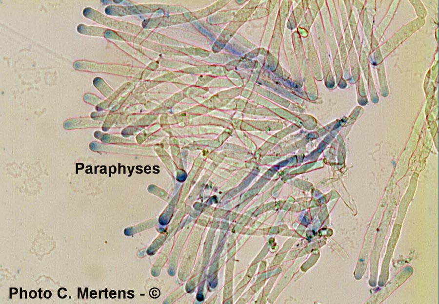 Discina perlata (Discina ancilis)