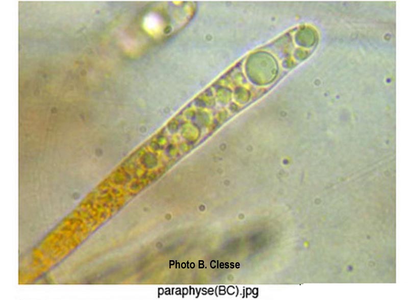 Lamprospora dicranellae